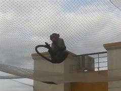 Monkey Safety Nets in Kurnool